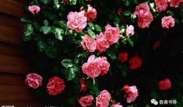 蔷薇玫瑰在线观看,浪漫邂逅，在线浪漫之旅